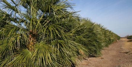 Mediterranean Palm