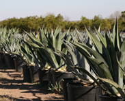 agave