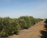 fan palm